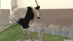blazepress:  Rubbish panda.