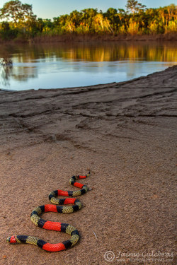 earthlynation:  Coral snake (by Jaime Culebras) 