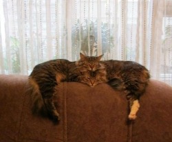 The rare and very dangerous Two-headed Demon Cat