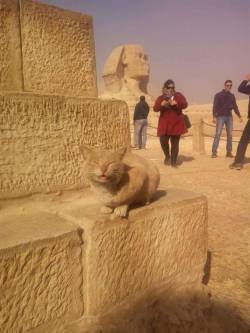 Kitten after walking like an Egyptian.