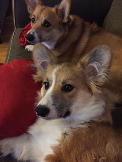 corgi-addict:  Cozy on the couch until the blizzard is over.