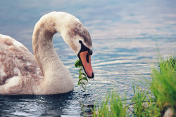 themasterofhope:  Young Swan by : Thunderi 