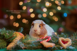 guineapiggies:  Merry Christmas! by ApopFrauks