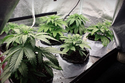 WeedPornDaily Tumblr