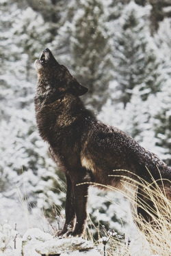 jrxdn:  Black Wolf 