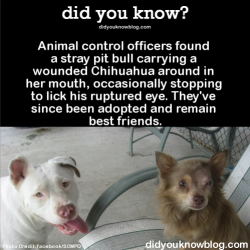 did-you-kno:  Animal control officers found a stray pit bull