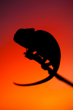 musts:  Chameleon silhouette by Juan Antonio Guerrero 