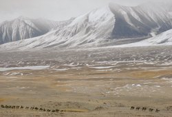 ripplefactor:  Kyrgyz caravan in the Wakhan Corridor, Roland