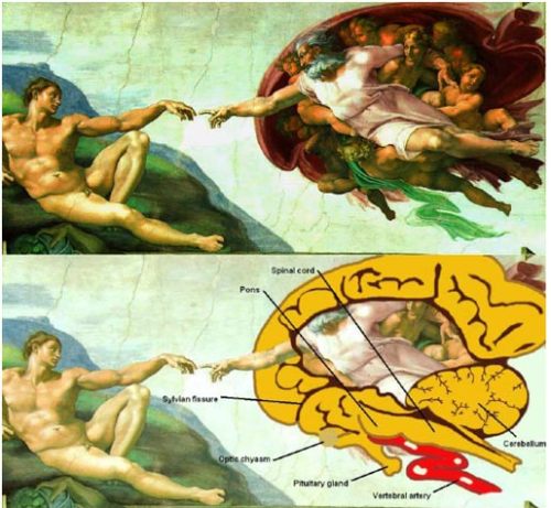 friendly-giant-mushroom:  castielyousonofabitch:  postmodernismruinedme:  vardaesque:  unusualjourney:  what-rabbit-hole:  “some historians think that michelangelo was drawing god in a human brain. very few people knew what one looked like at the time;