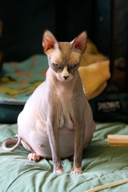 nekomarie:  kayladarrolyn:  this pregnant hairless cat is so
