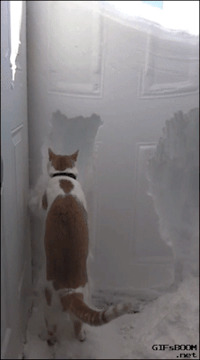 gifsboom:Cat Helps Clear Snow Away From Front Door After Huge