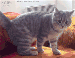 theultimatenerdgasm:  Me when I get compliments. 