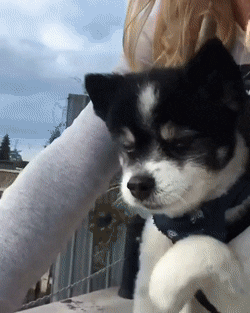 jimij29:  cute-pet-animals-aww:Going for a ride with Mami.  