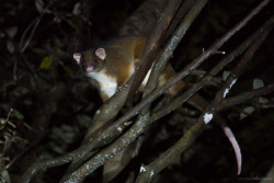 clusterpod:  Ringtail Possum, Pseudocheirus peregrinus  Julius