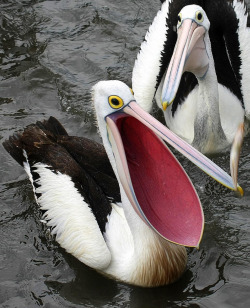 bogleech: maverick-ornithography: pelcan Mouth perfec t size