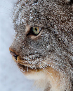 jaws-and-claws:  Lynx-Profile-01202013 by beabss on Flickr.