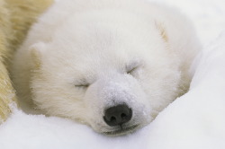 foxpapa:   Norbert Rosing ha fotografato orsi polari per 25 anni.