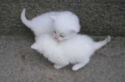cutencats:  @cutencats