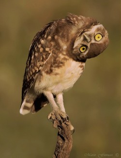 morethanphotography:  Burrowing Owl by mgfiorucci 