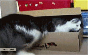 catgifcentral: Off to the cat dimension
