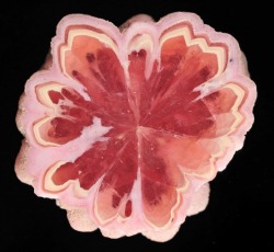 gemgallery:Rhodochrosite slice from Argentina