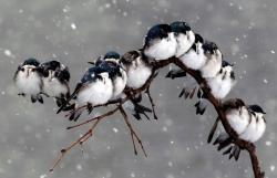 3leapfrogs:  llbwwb:  Birds on a branch during a snowstorm By