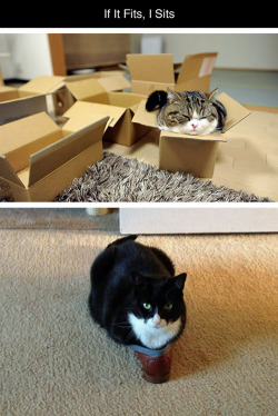 tastefullyoffensive:  If It Fits, I Sits [via]Previously: Cats