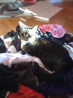 getoutoftherecat:  get off of there cat. that laundry must be