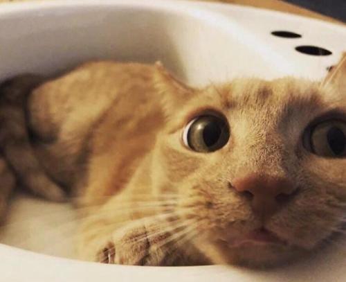justcatposts:  “One of our cats likes sinks. A lot. So we got