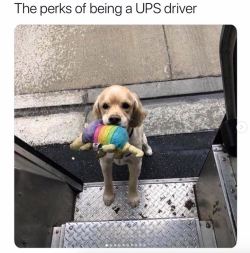 babyanimalgifs:  A dream.Follow @ups-dogs for more posts like