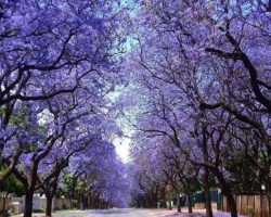   SAN LUIS (Argentina) PLANTA “KIRI” EL ÁRBOL QUE FRENA