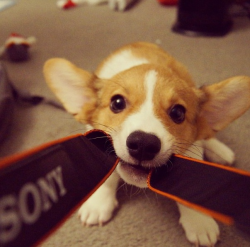 daunt-lesss:  basicbeat:  Corgi Compilation - You are welcome