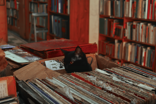 ilacion:Black Cat sitting in a box at an old bookstore in Mexico