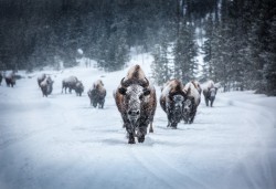 funkysafari:  The Bison Highway by Paul Shea 