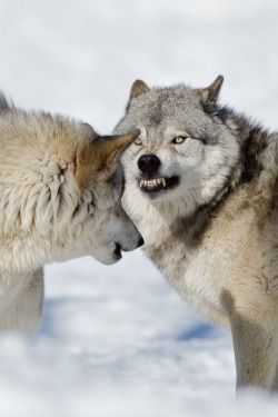 heaven-ly-mind:  Angry wolf by Maxime Riendeau on 500px  