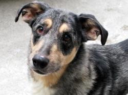 shelterpetproject:  How do you like my adoption face? I’ve