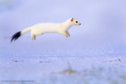 He flies through the air with the greatest of ease (Stoat)