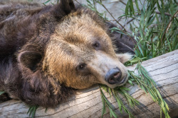 sdzoo:    	Grizzly bear necessities by Helene Hoffman    	 