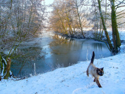 mostlycatsmostly:  Chat d’hiver (by un12ange)