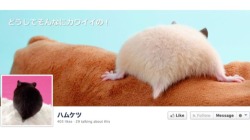 kotakucom:  There is a Japanese Facebook page dedicated to hamster