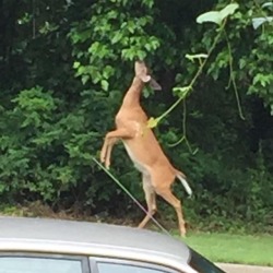 Go on deer.. live your life outside my house lol #deer #woods