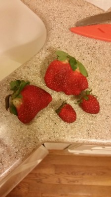 delcaatty:Look how tiny these little strawbs are!!!!!!  cool