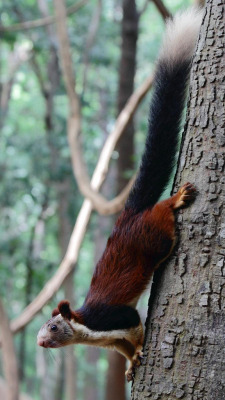 ayustar:  Malabar giant squirrel 