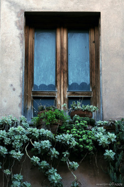 barsanworld:  Plants on window - part 2 by mauspray on Flickr.