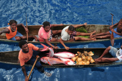 blcprty:  Santa Ana, Solomon Islands by Adrian Turner