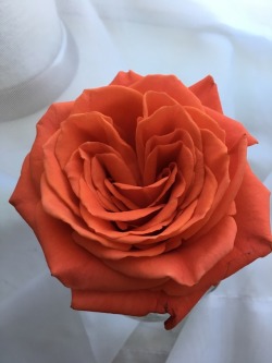 submissivecatalyst:  I can’t get over how pretty this rose