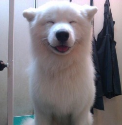 awwww-cute:  Happiest Dog face ever!