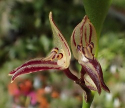 orchid-a-day:  Pleurothallis ringensSyn.: Talpinaria ringensOctober