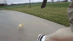let-them-eat-vag:  Fuck me this is the cutest fucking duck video