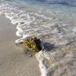 #beach 🐚🌴 (at Petit Saint Vincent - Grenadines)